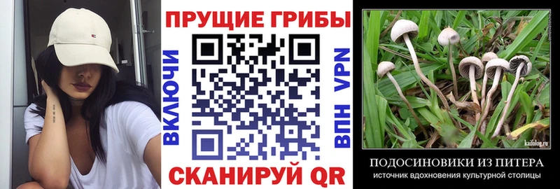 Купить  Буинск  Галлюциногенные грибы Magic Shrooms 